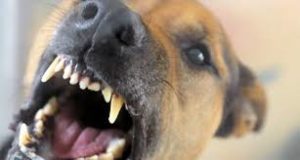 Animal attack lawyers